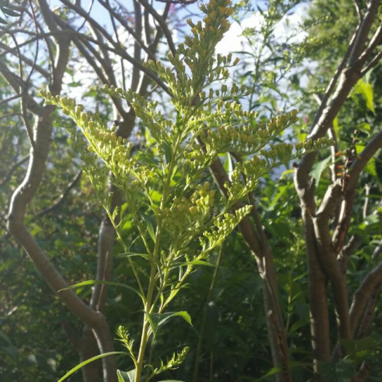 Plant image Solidago canadensis