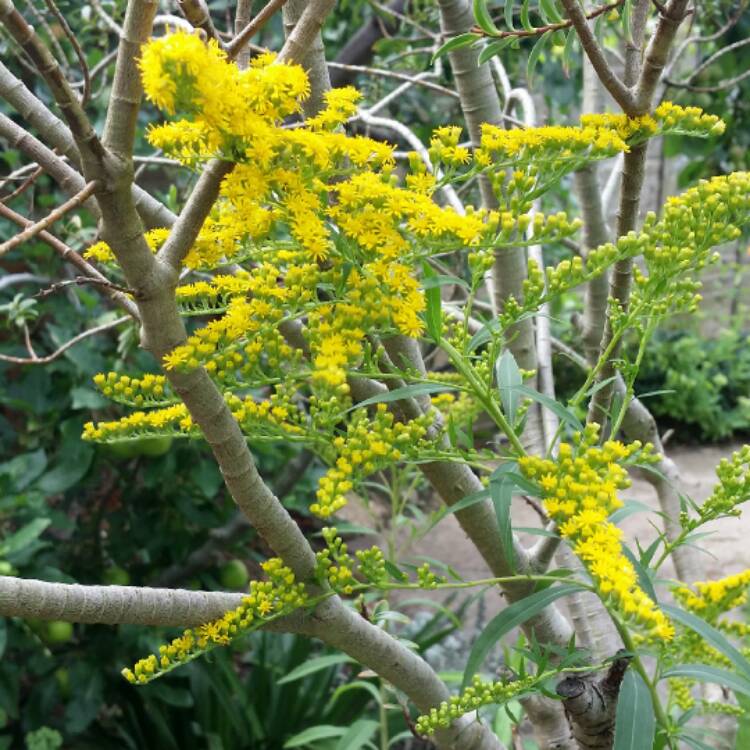 plant image 510045 plant image 510045