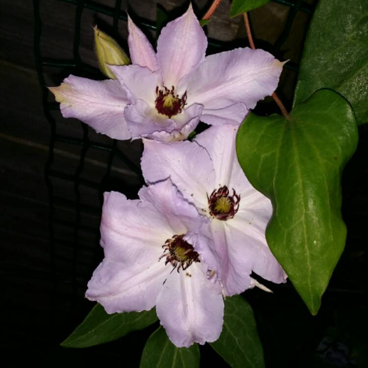 plant image 539192