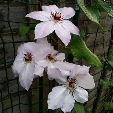 Clematis 'Paradise Queen'