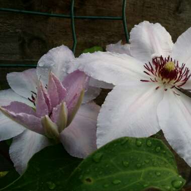 Clematis 'Paradise Queen'