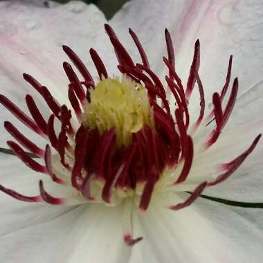 Clematis 'Paradise Queen'