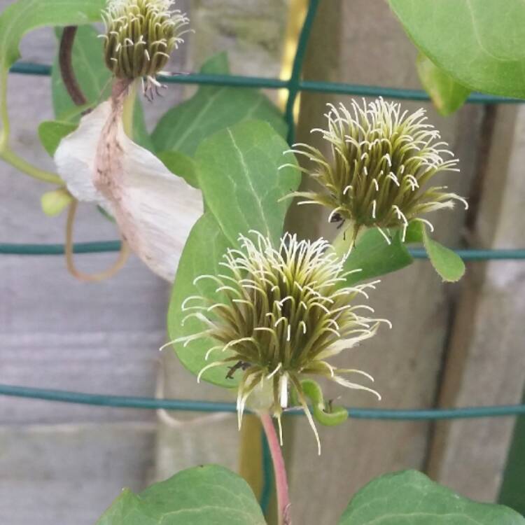 plant image 556796