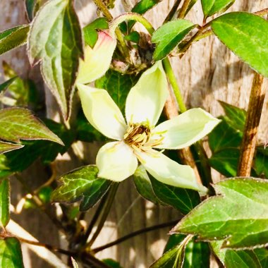 Clematis Montana 'grandiflora'