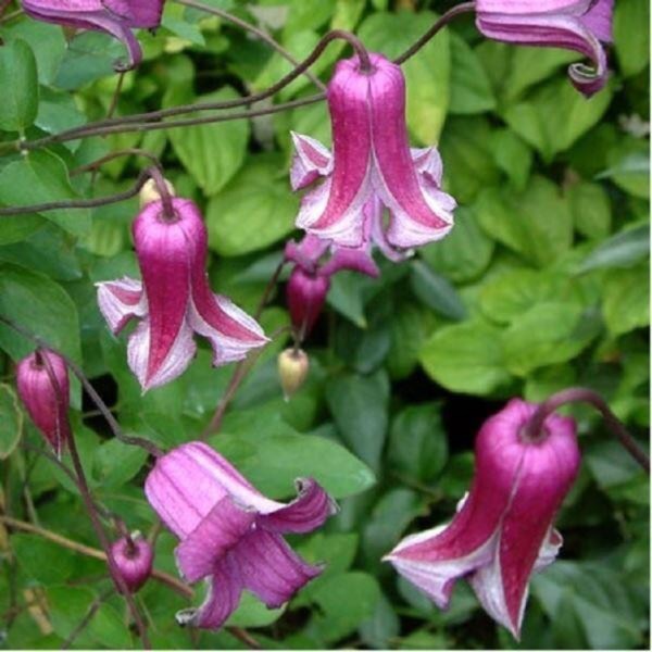Plant image Clematis texensis 'Queen mother'