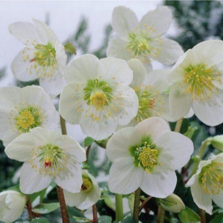plant image 1022798