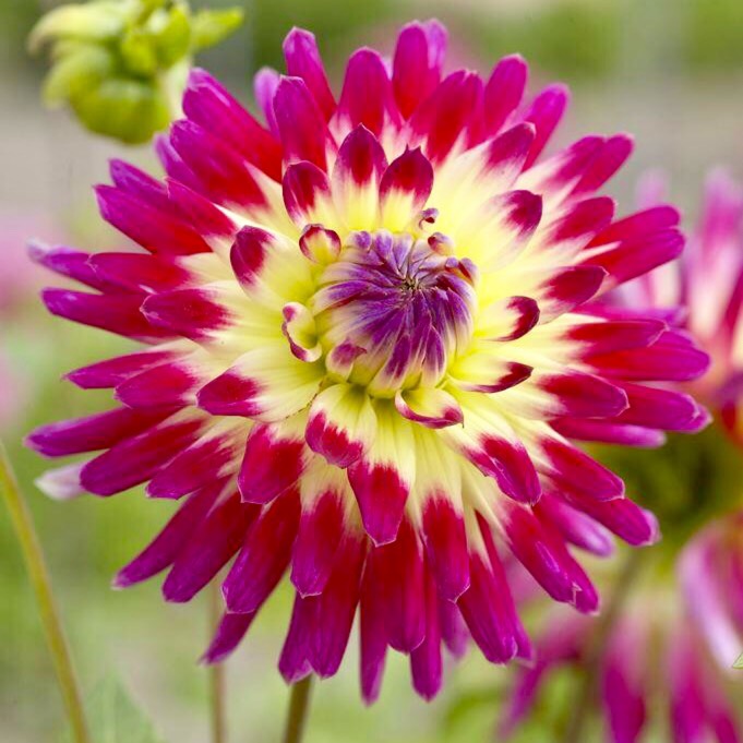 Plant image Dahlia 'Tahiti Sunrise'