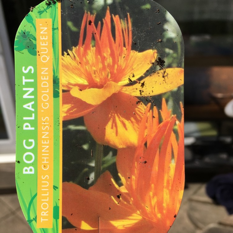 Plant image Trollius chinensis 'Golden Queen'