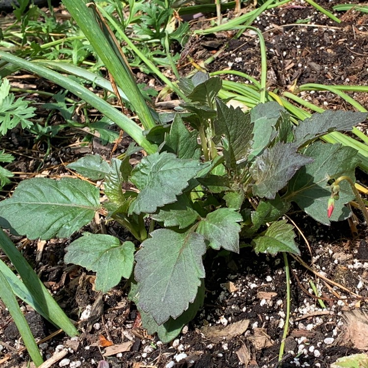 plant image 1066256 plant image 1066256