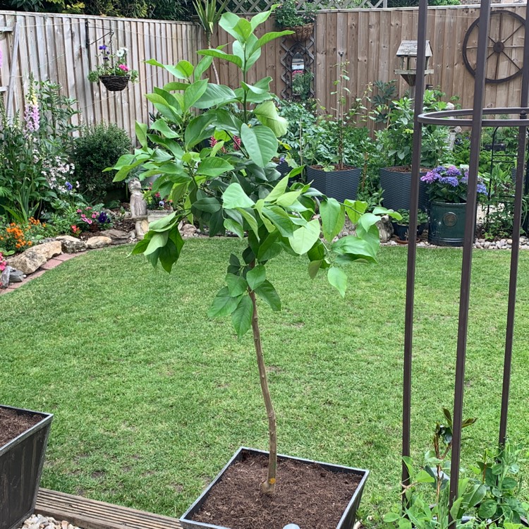 plant image 1068710
