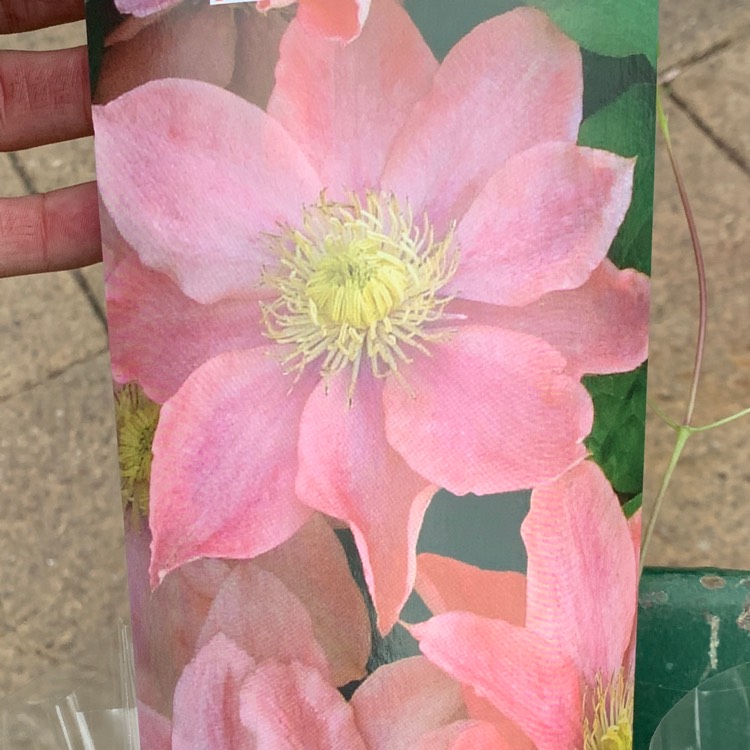 Plant image Clematis viticella 'Little Mermaid'
