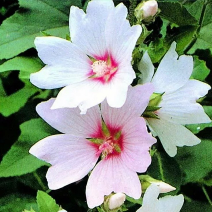 Plant image Lavatera x clementii 'Song Bird'