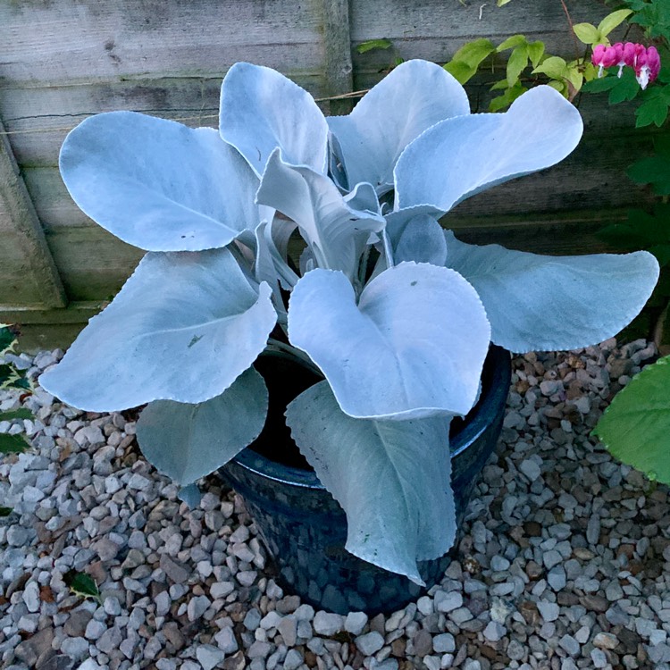 plant image 1110811