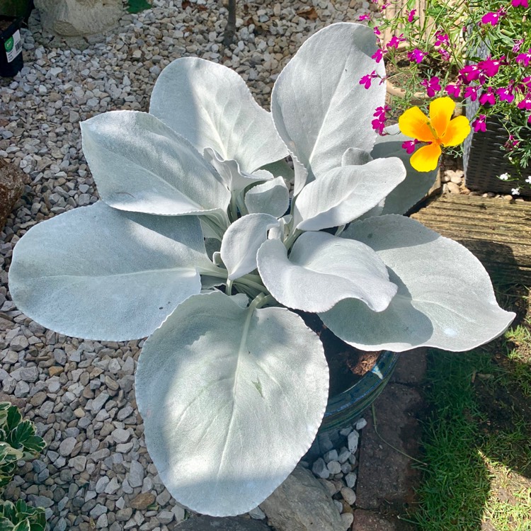 plant image 1115795