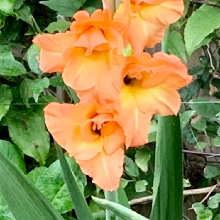 Plant image Gladiolus 'Peche Melba'