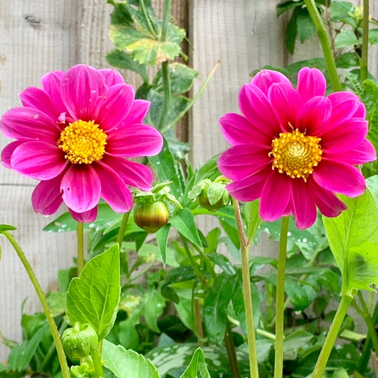 Plant image Dahlia 'Amazon Pink'