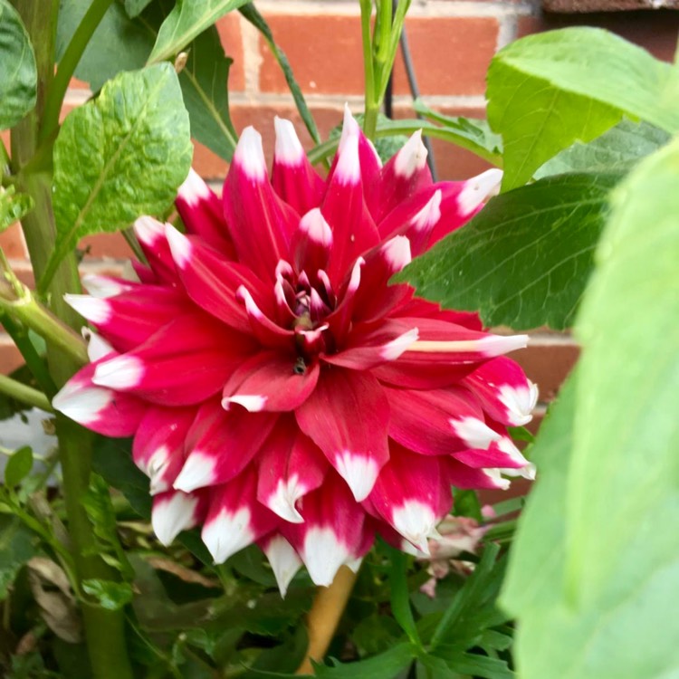 Plant image Dahlia 'Bryce B. Morrison'