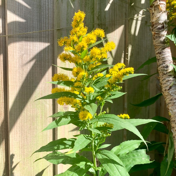 Plant image Solidago