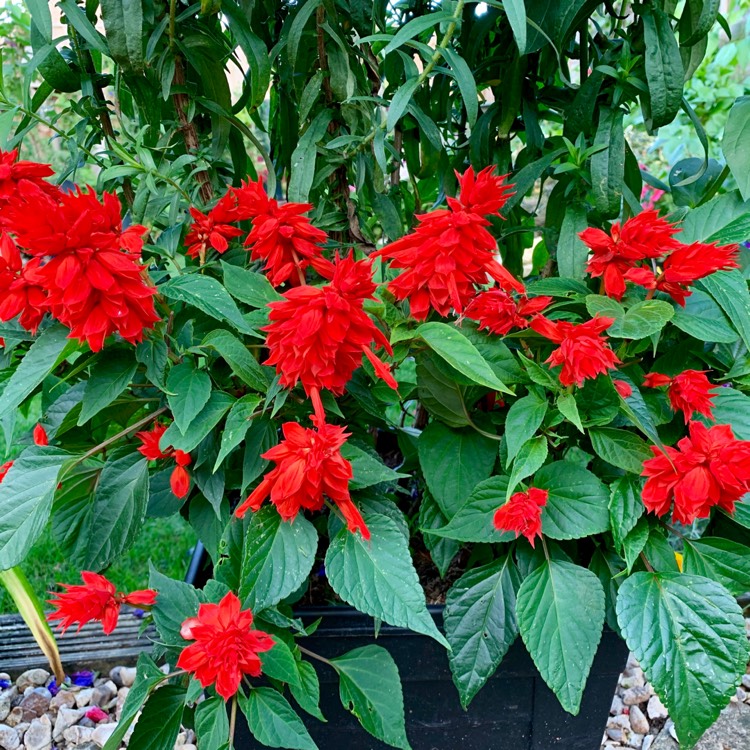 Plant image Salvia splendens 'Blaze of Fire'