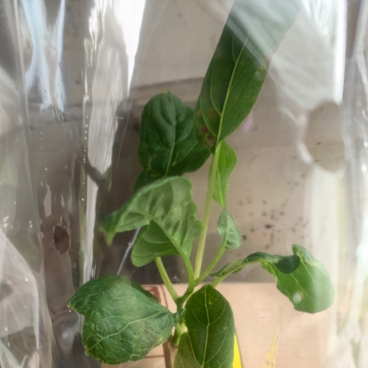 Plant image Actinidia arguta 'Issai'