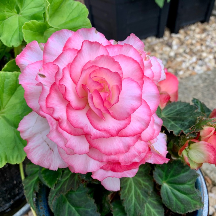 Plant image Begonia 'Nonstop Rose Petticoat' (Nonstop Series)