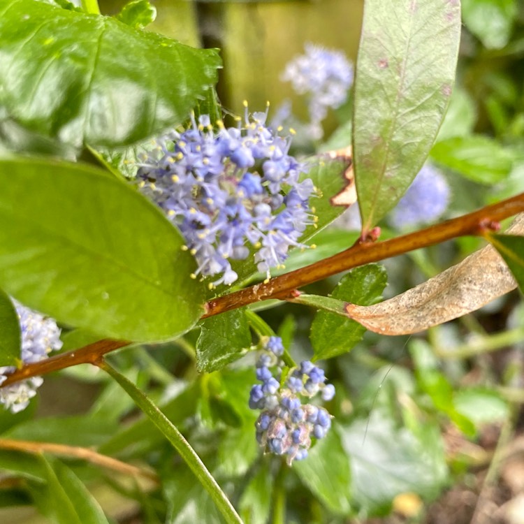 plant image 1306688