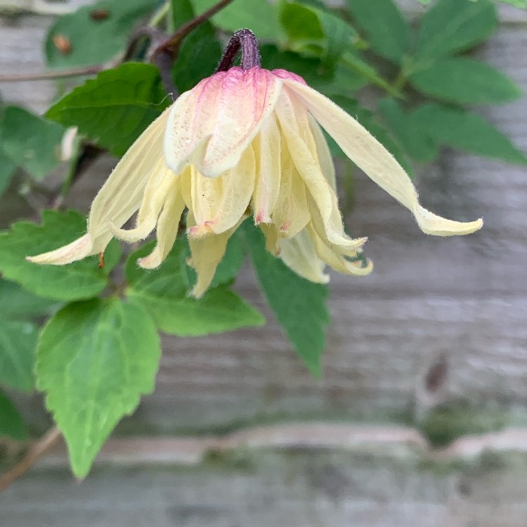 plant image 1308688