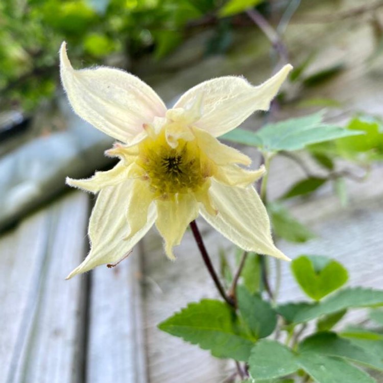 plant image 1308689