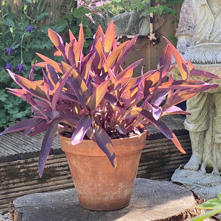 Plant image Tradescantia  'Houseplants'