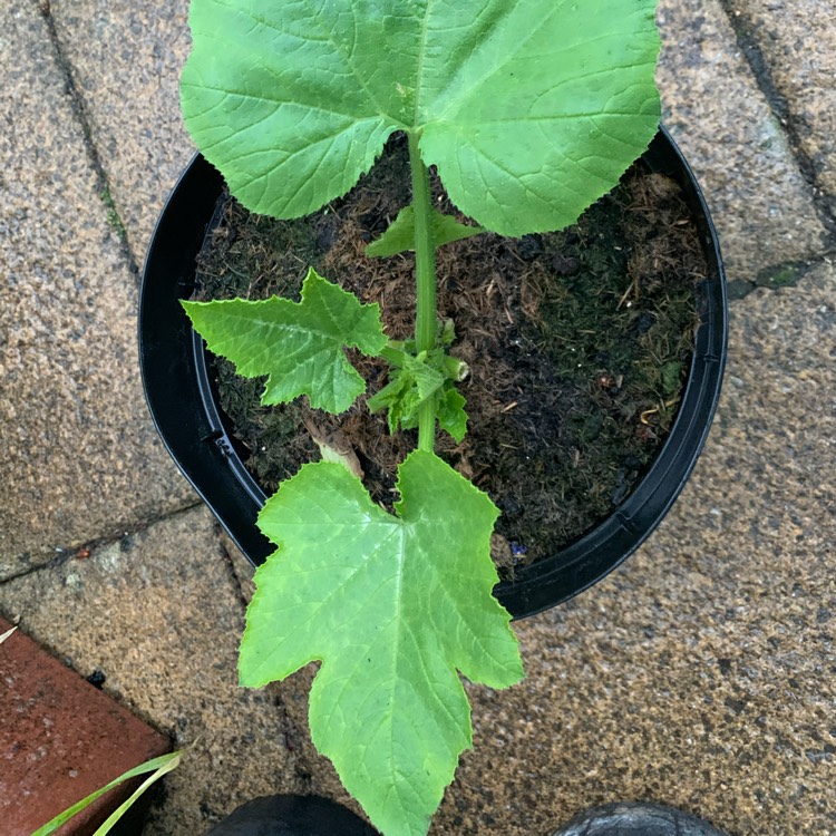Plant image Cucurbita Pepo var. Cylindrica 'Black Beauty'