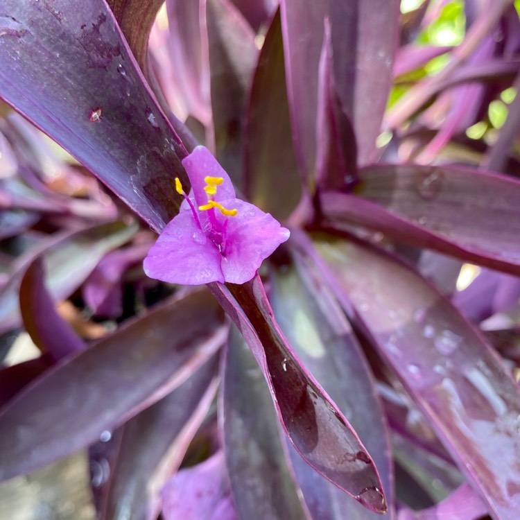 Plant image Tradescantia  'Houseplants'