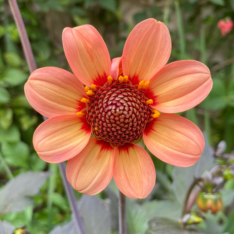 Plant image Dahlia 'Bishop's Children'