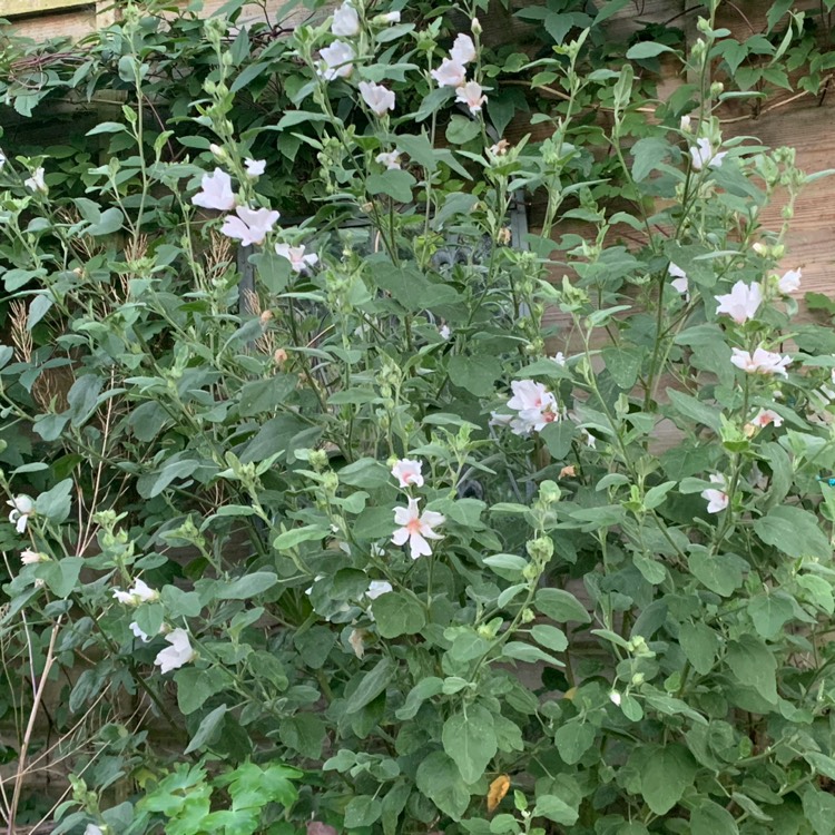 Plant image Lavatera x clementii 'Barnsley Baby'
