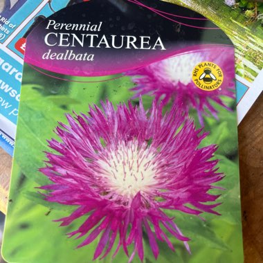 Perennial Cornflower