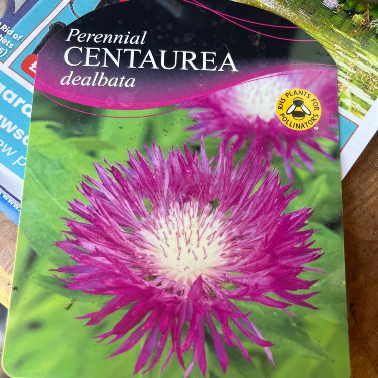 plant image 1733848