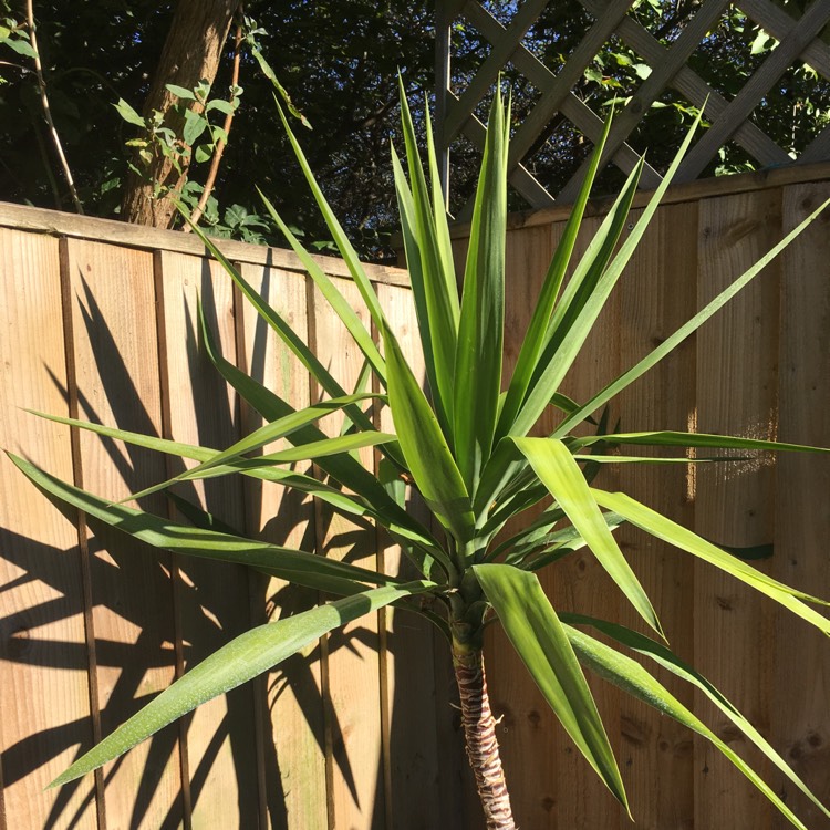 plant image 867913
