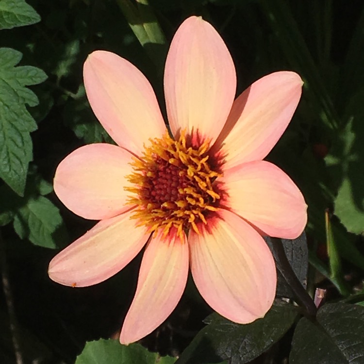 plant image 878271 plant image 878271