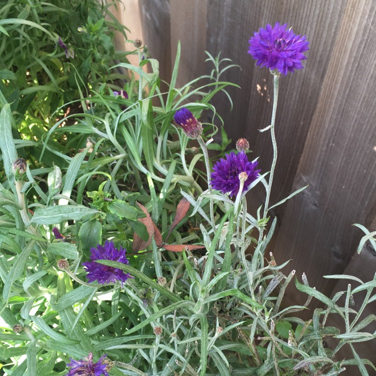 plant image 898960