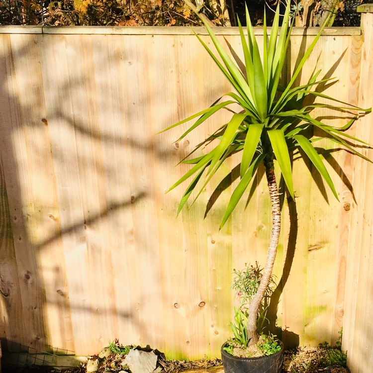 plant image 918599