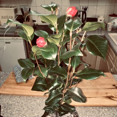 Camellia japonica 'Doctor King'