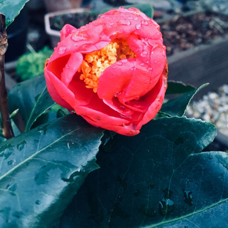 Plant image Camellia japonica 'Doctor King'