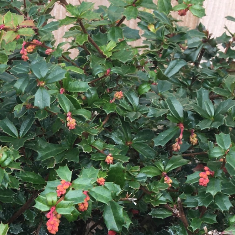 plant image 952427