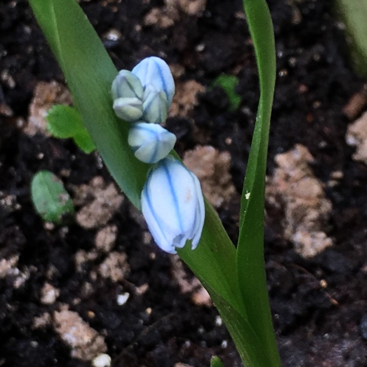 Plant image Puschkinia scilloides