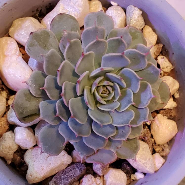 Plant image Echeveria Minima White Form