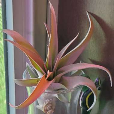 Tillandsia velutina