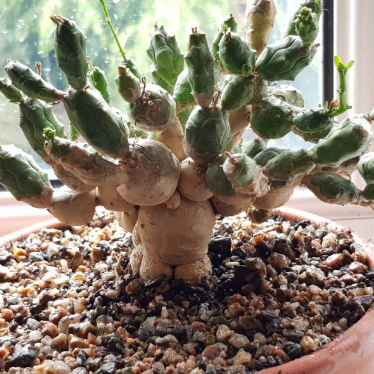 plant image 1003173