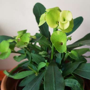 Euphorbia milii