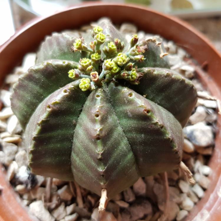 plant image 1054062