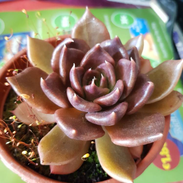 plant image 1055998