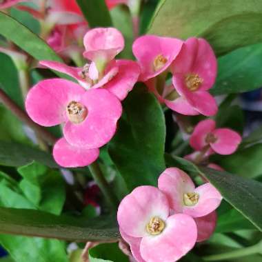 Euphorbia milii